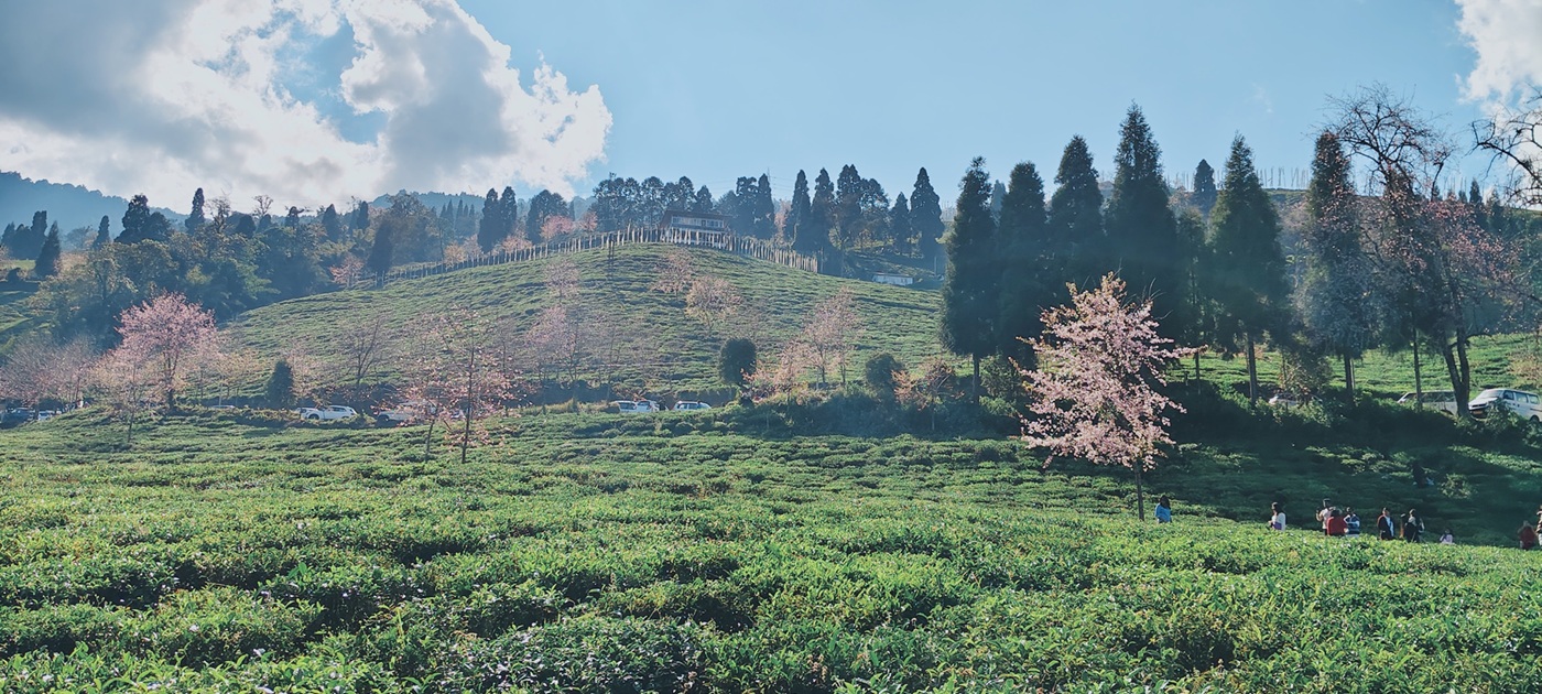 Tea Garden